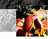 fishhead.jpg (6350 bytes)