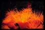 Cup / Turret Coral