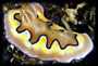 Nudibranch