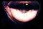 Mouth of sleeping Titan Triggerfish