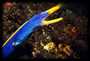 Ribbon Eel