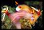 Mating Nudibranchs
