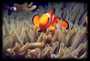 False Clownfish