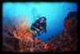 Sea Fan & Diver