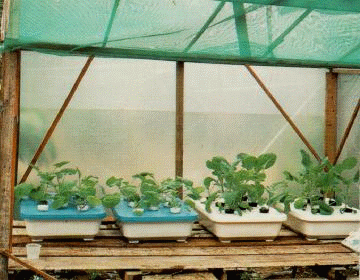 Takung hidroponik Gemilang Pertanian: