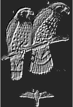 Click here for Falcon's Nest and other links.