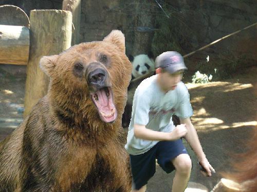 Bear Attack