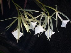 Brassavola nodosa