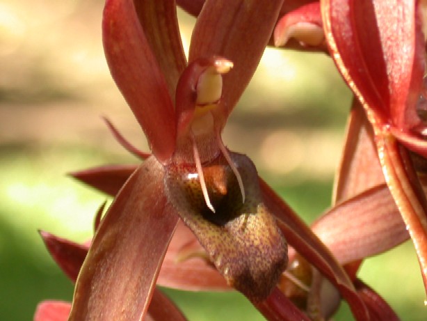 Catasetum callosum (flor masculina)