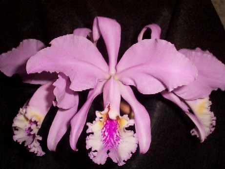 Cattleya mossiae - La flor nacional de Venezuela -