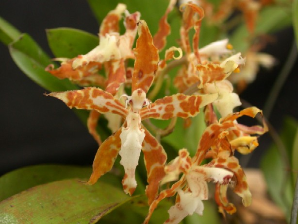 Odontoglossum n�vium
