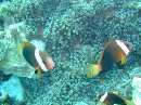 clownfishes
