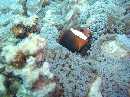 clownfish