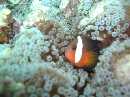 clownfish