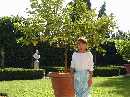 lemon trees