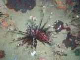 lion fish
