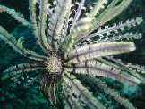 under water "flowers"