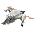 Flying Pegasus