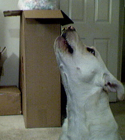 Millie Sings For Her Supper