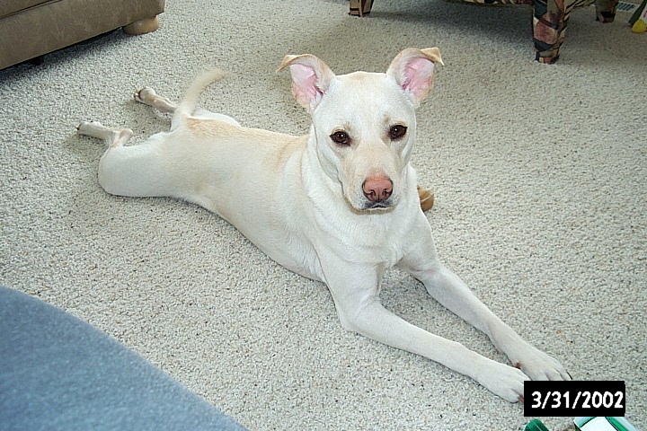 Little Miss Marilyn Mongrel