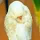 Perruche ondul�e Fallow