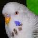 Picture Fallow Budgie
