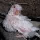 Fallow Budgerigar