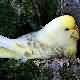Perruche ondul�e Fallow