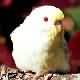 Perruche ondul�e Fallow