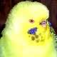Perruche ondul�e Fallow