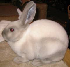 Sable point mini rex cheap