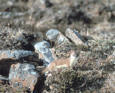 The name for this weasel is quite literally the 'Least Weasel'. It is the smallest known carnivorous mammal.