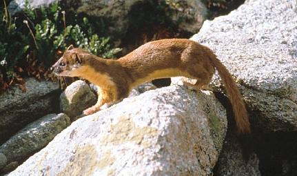 The Mustela Frenata. Because it's Musty and Frenetic.