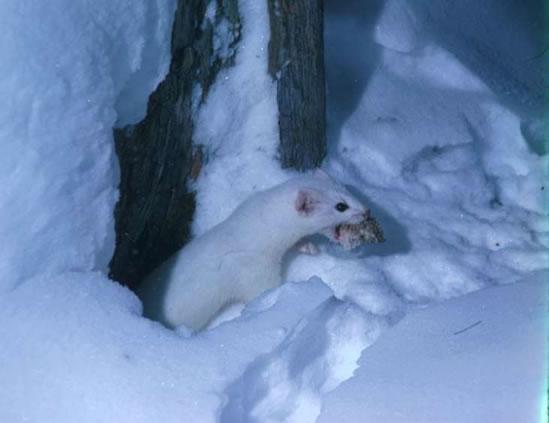 Mustela Erminea. Because it's musty and um...an ermine. This noble creature has a brown coat and a white belly in summer months, and is totally white during the colder season.