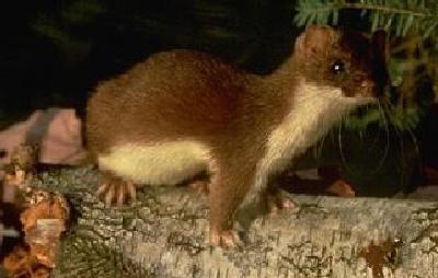 An ermine during the summer months is more often referred to as the 'short-tailed weasel'