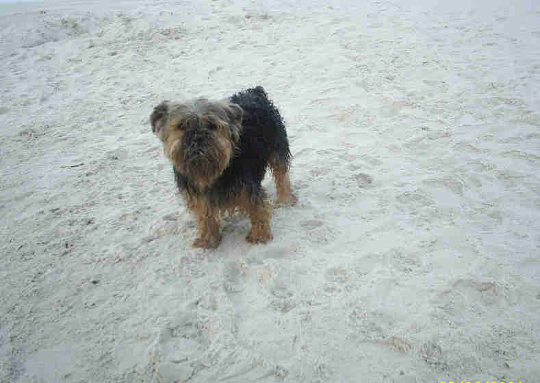 Billy�s Bilder