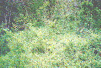 Perry Cyphers' Unmarked Grave; small image