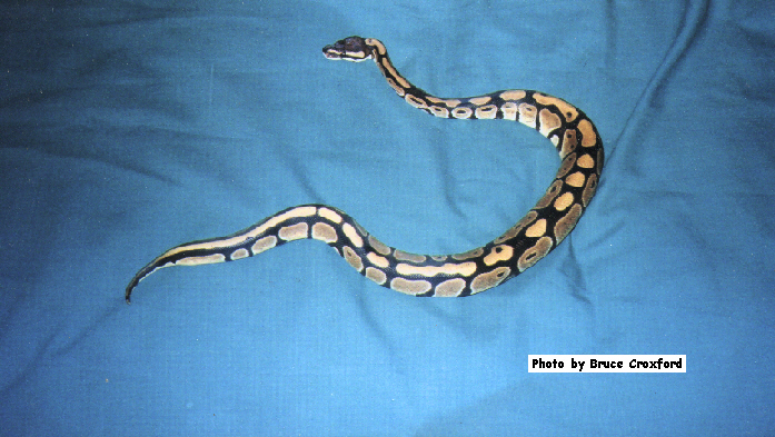 Hiss!