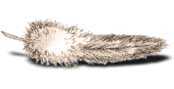 feather.jpg (2280 bytes)