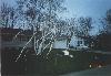 One of the many times during my high school years where i got TPed. Don't worry, the ones responsible got it back with about 40 rolls per house. :-)
