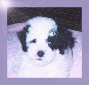 [Baby Boo]