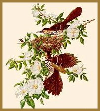 [Cherokee Rose]