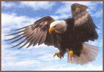 [Eagle]