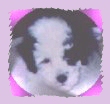 [Baby Buster]