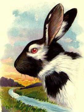 [Bunny]