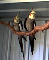 Spike (left) & Angel (right)