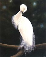 Egret