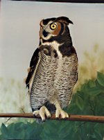 Owl