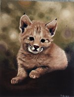 Linx kitten
