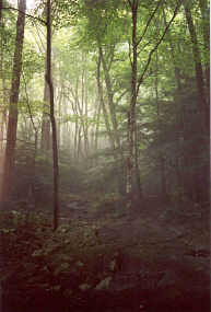 foggy morning